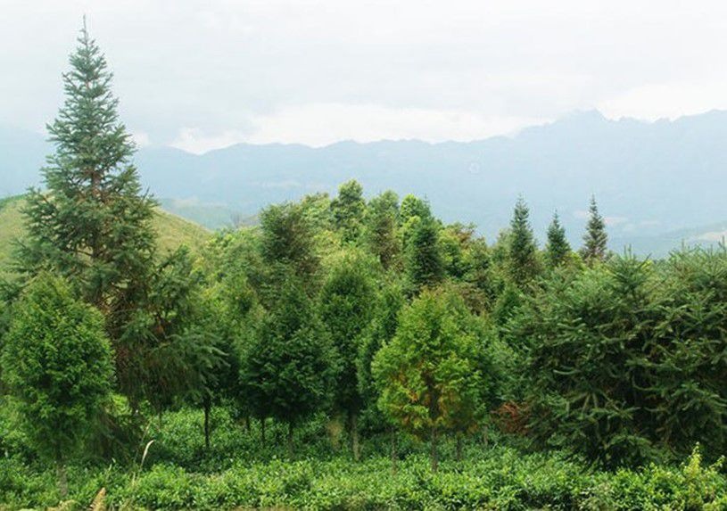 la-cay-sa-mu Khu rừng xanh tươi với núi non mờ ảo ở hậu cảnh, tạo khung cảnh thiên nhiên yên bình và hùng vĩ.