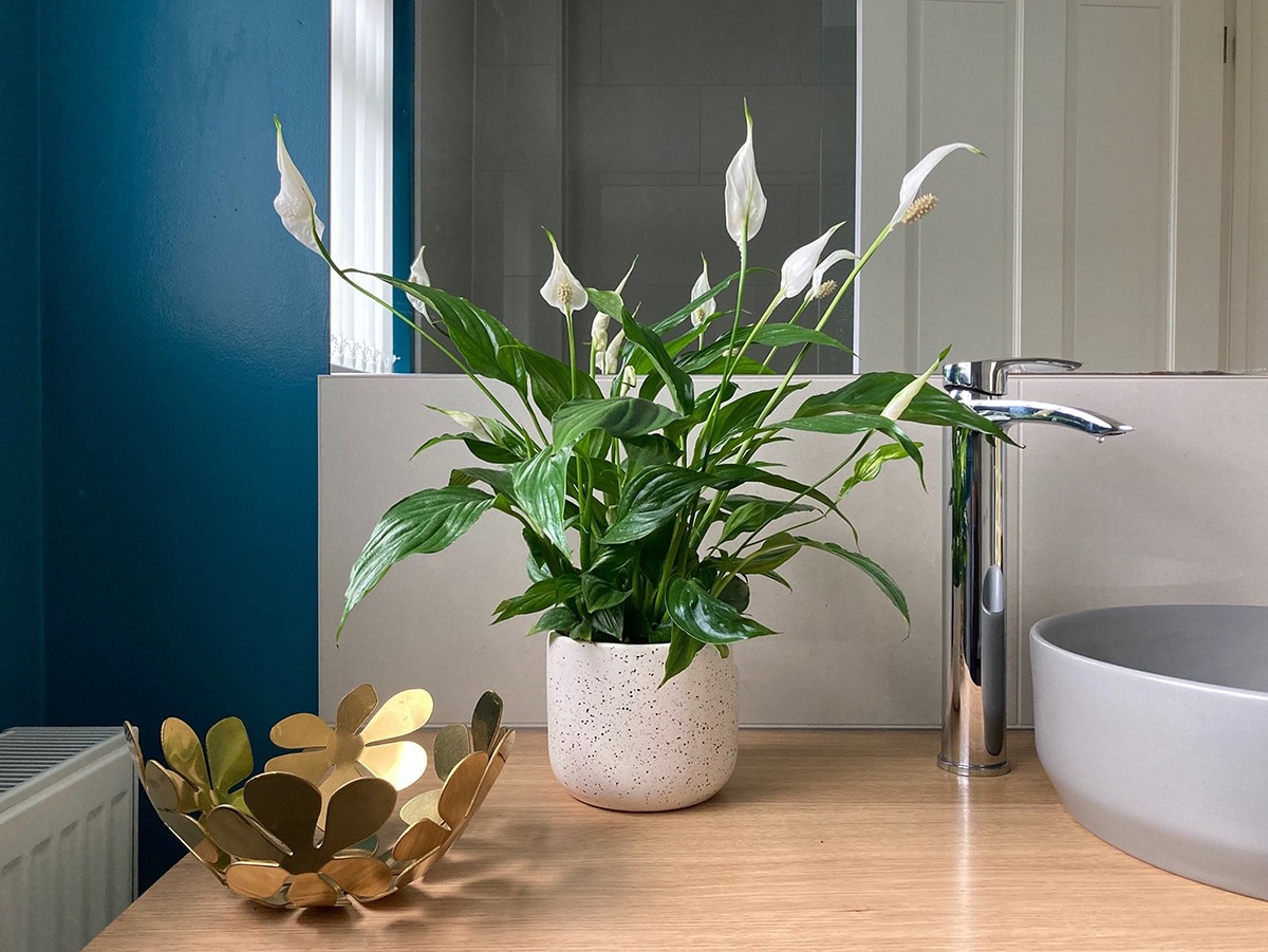 Chậu cây lan ý trong phòng tắm hiện đại với lavabo xám và phụ kiện trang trí vàng.