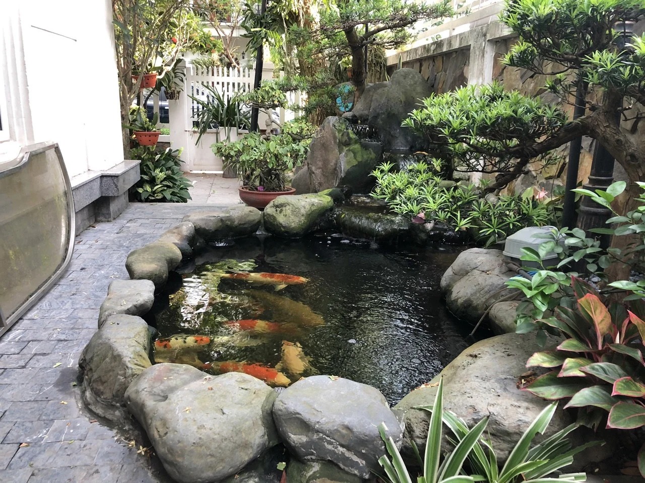 Hồ cá Koi trong khu vườn xanh mát, bao quanh bởi cây cối và đá tự nhiên, tạo không gian thư giãn.