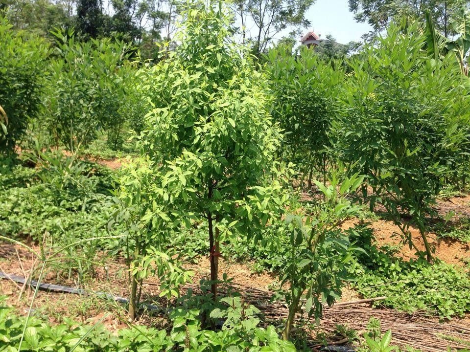 Vườn cây xanh với nhiều loại cây đang phát triển dưới ánh sáng mặt trời, nền trời trong xanh.