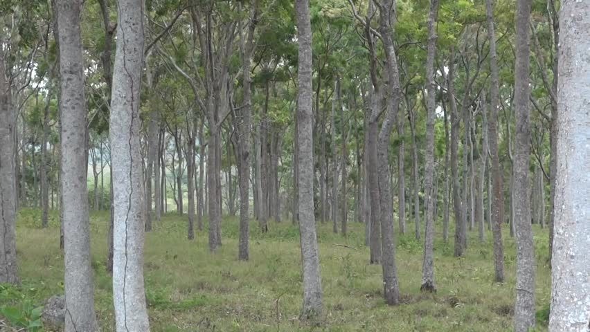 Rừng cây xanh tươi với thân cây thẳng và thảm cỏ dưới tán cây trong khu vực rừng nhiệt đới yên bình.