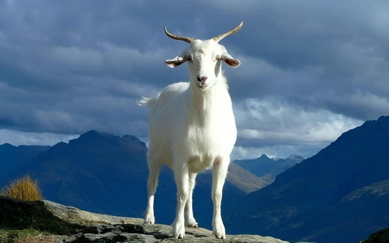 nha-huong-nam-hop-tuoi-mui Con dê trắng đứng trên núi với nền trời mây xanh, tạo cảm giác yên bình và hoang dã.