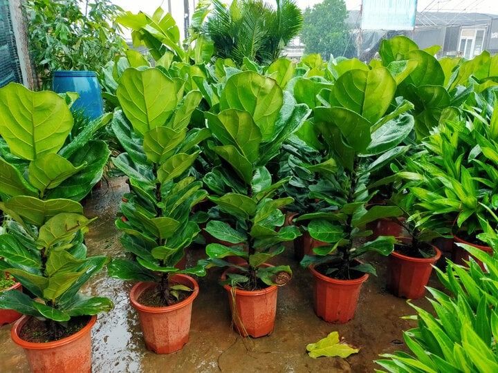 nha-huong-nam-thich-hop-trong-cay-gi Cây bàng Singapore trong chậu trên nền đất ẩm, thích hợp cho trang trí nhà cửa và văn phòng.