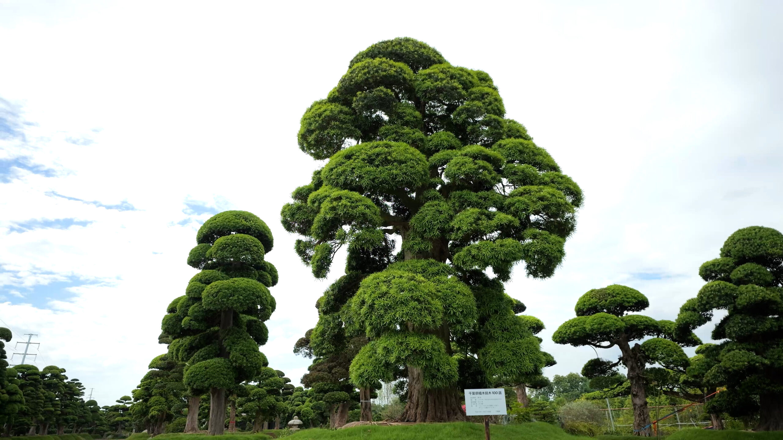 Cây tùng lớn với tán lá xanh và bầu trời trong xanh phía sau. Cảnh quan thiên nhiên tuyệt đẹp.