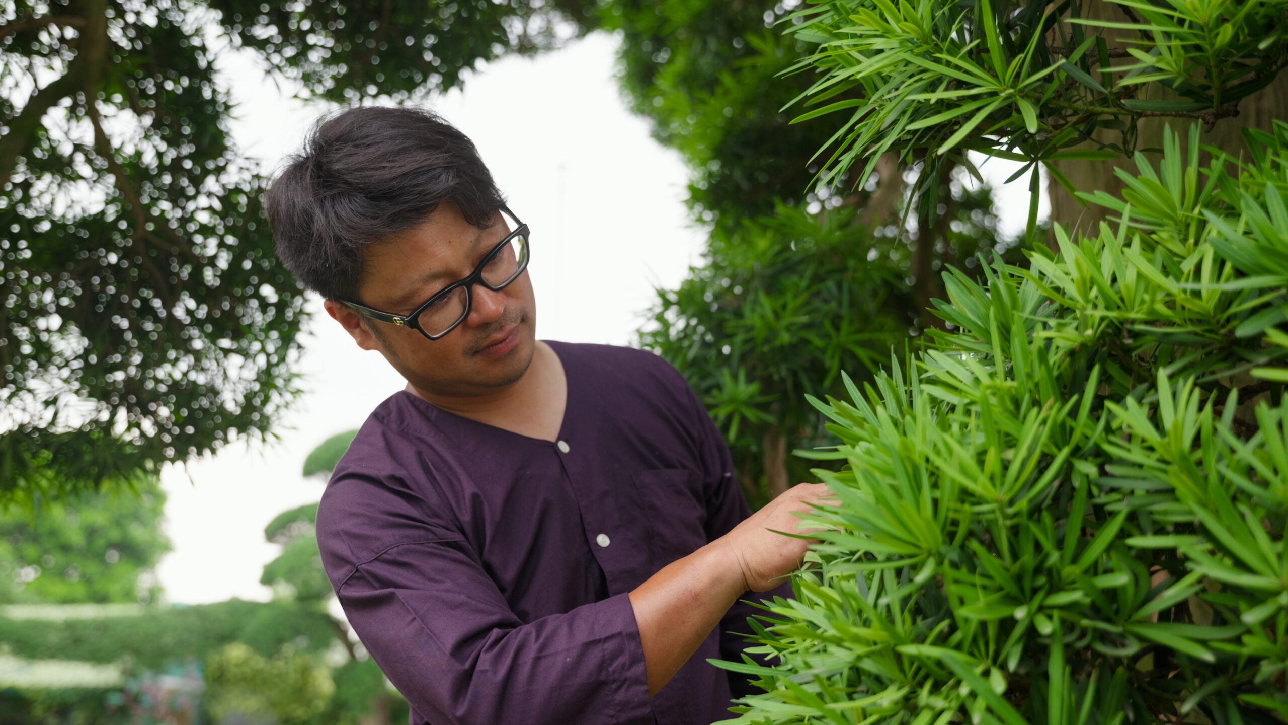 Người đàn ông đeo kính chăm sóc cây xanh trong vườn, mặc áo tím.