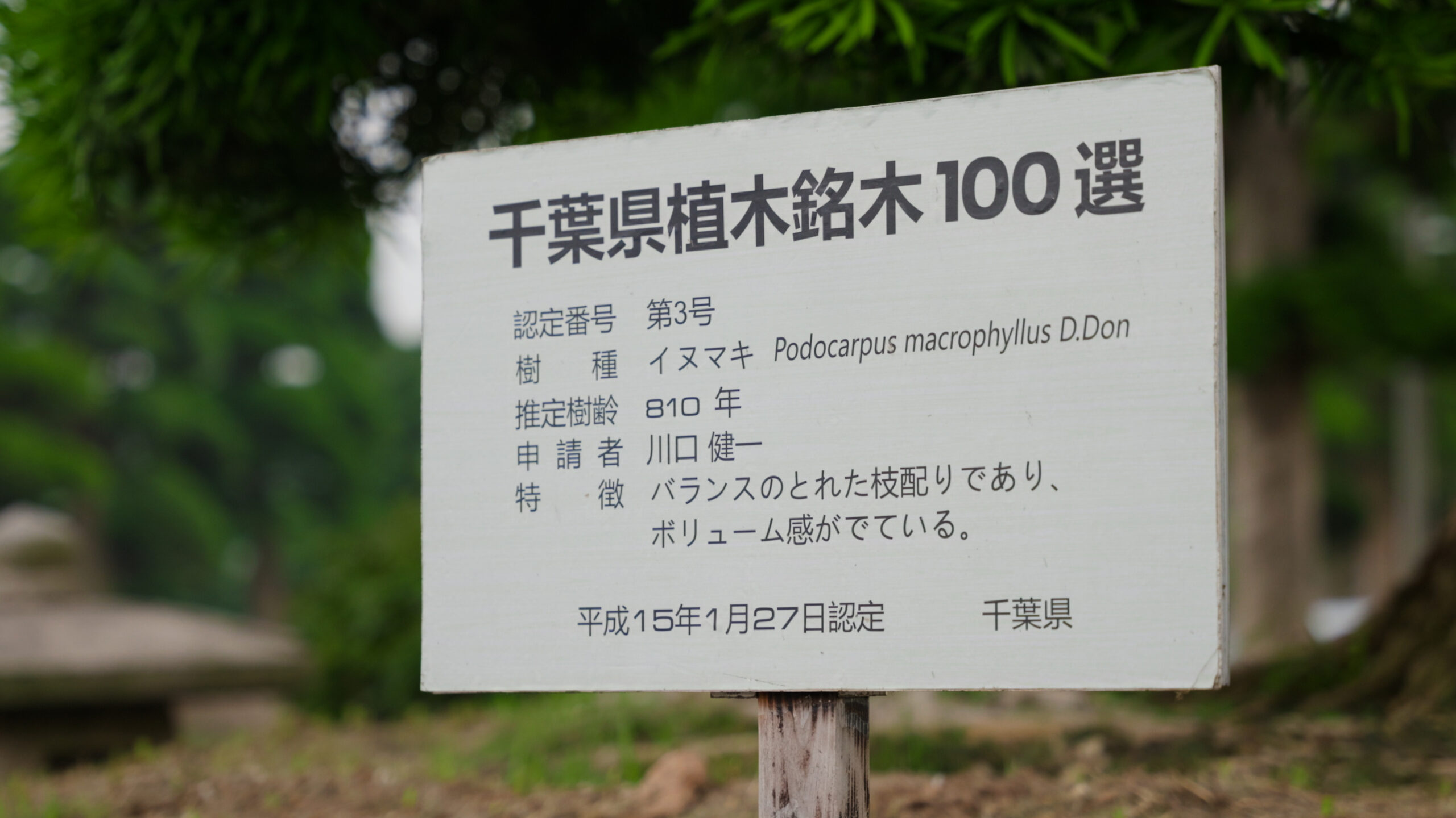 Biển thông tin về cây Podocarpus macrophyllus D.Don, thuộc danh sách 100 cây nổi bật ở tỉnh Chiba, Nhật Bản.