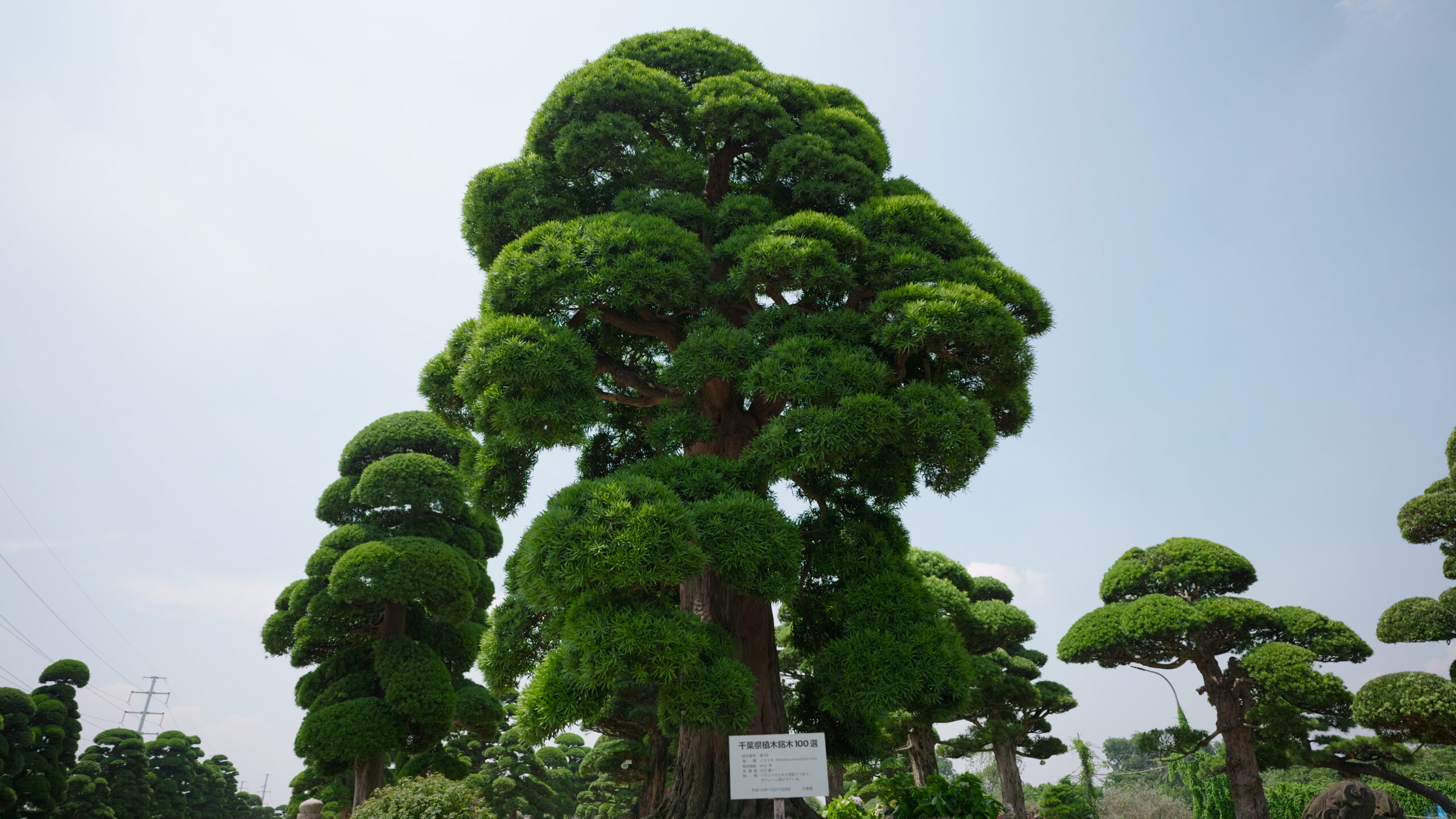 Cây tùng uốn hình nghệ thuật dưới bầu trời trong xanh, tạo dáng bonsai độc đáo trong vườn cảnh quan.