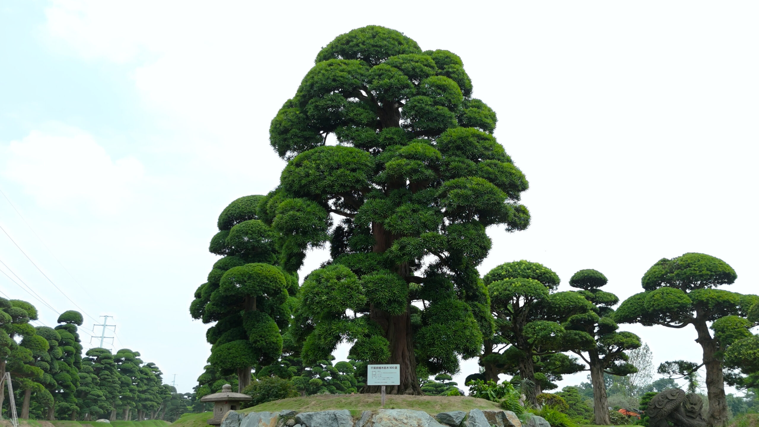 Cây tùng được cắt tỉa nghệ thuật trong khu vườn, tạo khung cảnh thiên nhiên xanh mướt và thư giãn.