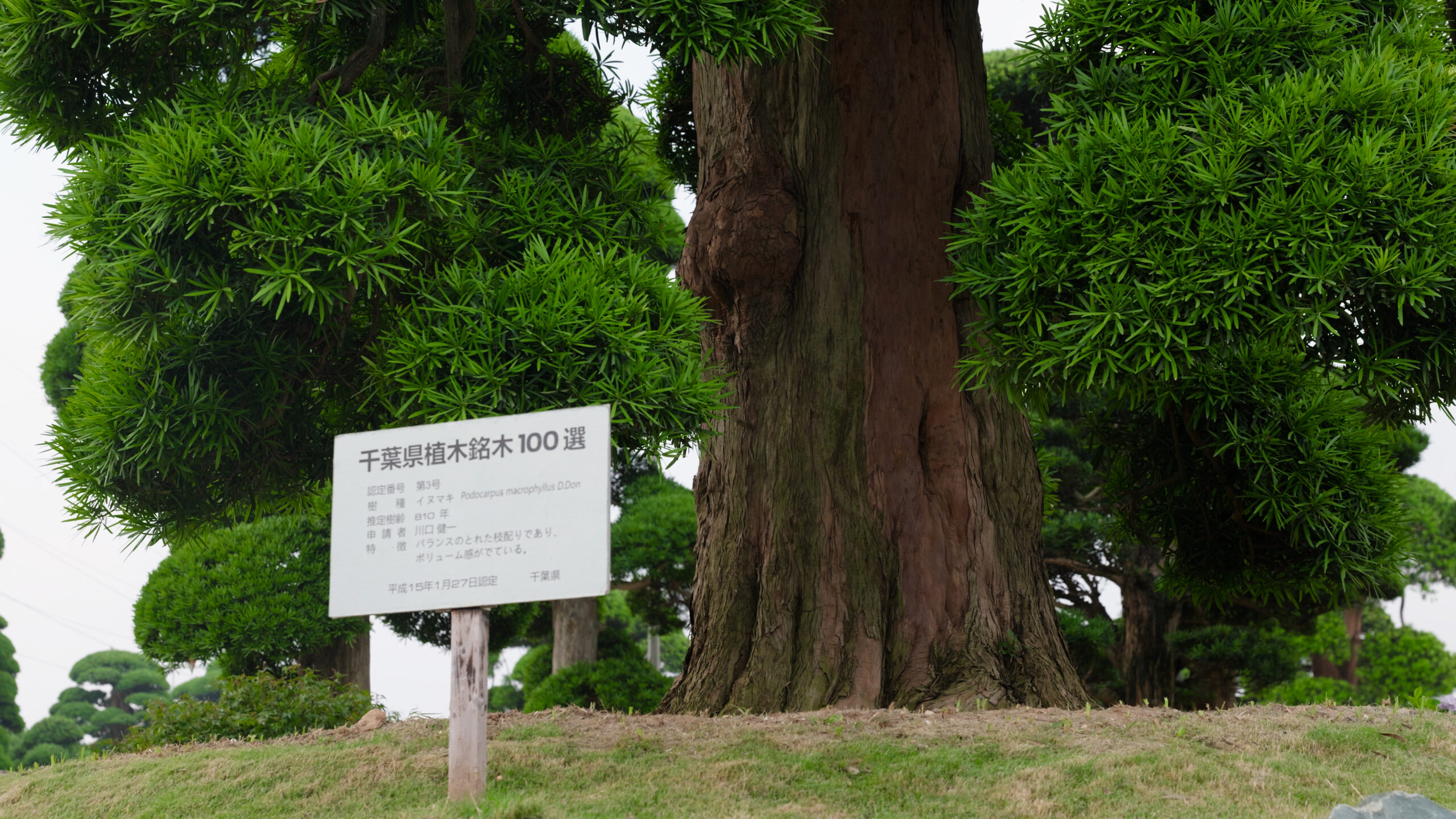 Cây lớn với bảng thông tin tại công viên Nhật Bản, bao quanh bởi cây xanh và cỏ lớn.