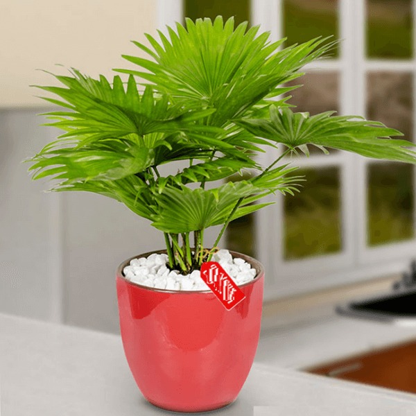 Cây quạt nhật trong chậu đỏ trang trí nội thất, tạo không gian xanh tươi mát và phong thủy tốt cho ngôi nhà.