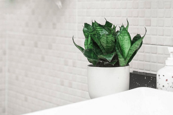 Cây lưỡi hổ trong chậu đặt trên bồn rửa trong phòng tắm hiện đại với gạch tường màu trắng.