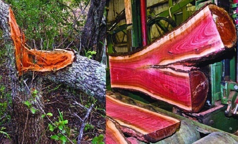 nhuoc-diem-go-hong-dao Khúc gỗ màu hồng độc đáo trong nhà máy cưa, cắt ra từ cây có vỏ ngoài xù xì trong rừng.