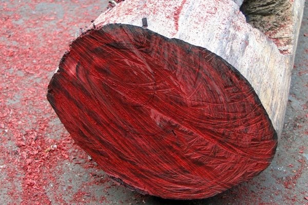 Khúc gỗ lớn cắt ngang với lõi màu đỏ nổi bật, nằm trên mặt đất đầy dăm gỗ.