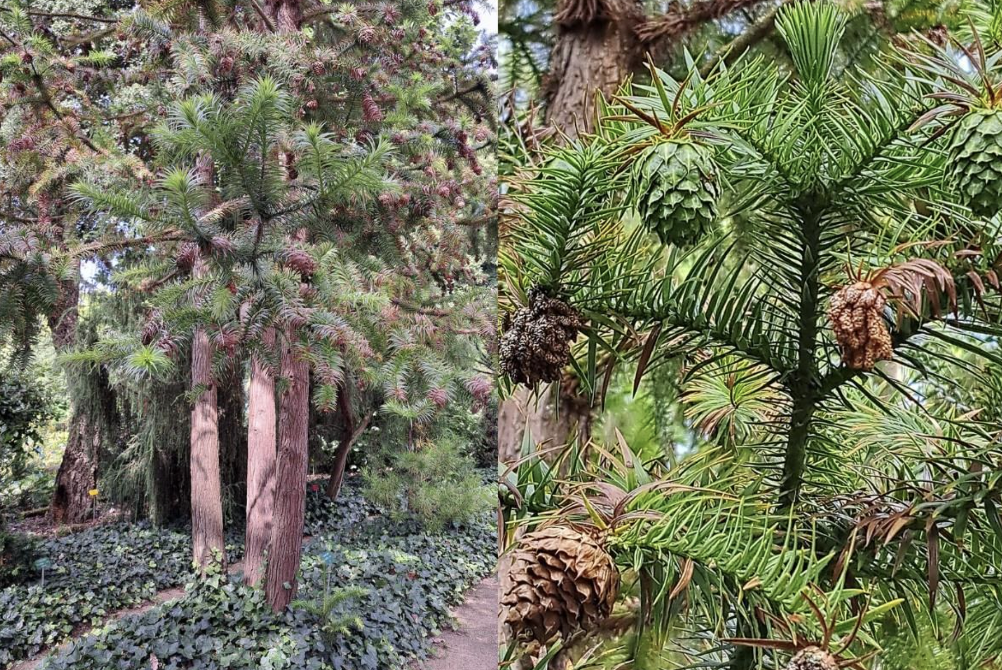 phuong-phap-trong-va-cham-soc-cay-sa-mu