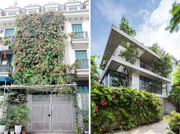 Nhà phố xanh mát với cây leo và cây trồng xung quanh, tạo không gian sống hòa hợp với thiên nhiên.