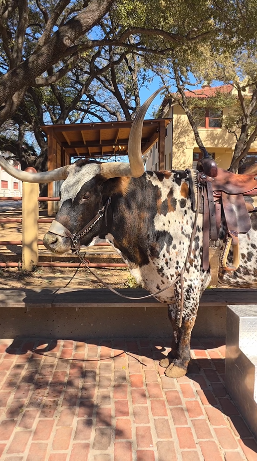 screenshot-2025-07-17-163556 Chú bò Texas Longhorn đứng dưới bóng cây bên ngoài, được trang bị yên ngựa nâu.