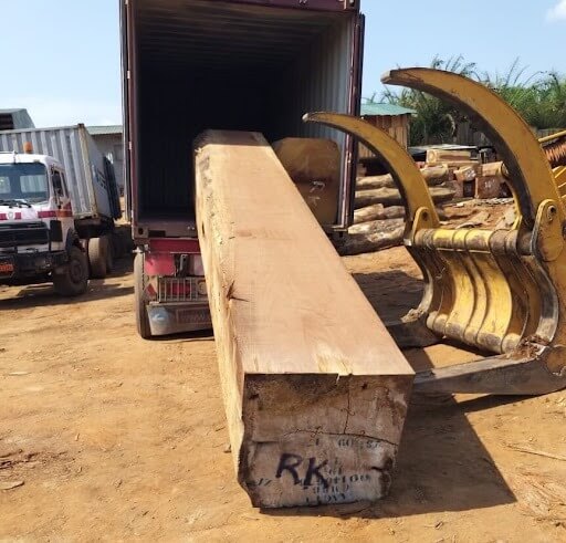 So sánh gỗ dâu rừng và dâu Nam Phi