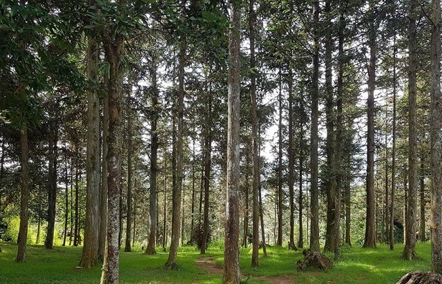 than-cay-sa-mu Rừng cây xanh mát với ánh sáng chiếu qua tán lá, tạo không gian yên bình và thoáng đãng.