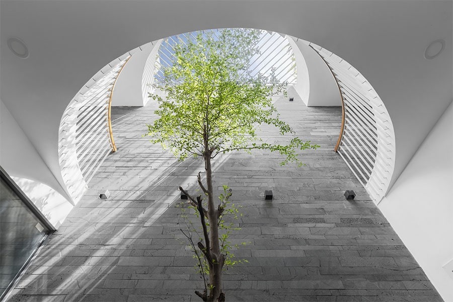 Cây xanh lớn trong nhà dưới ánh sáng tự nhiên từ trên xuống, bao quanh bởi tường xám kiến trúc hiện đại.