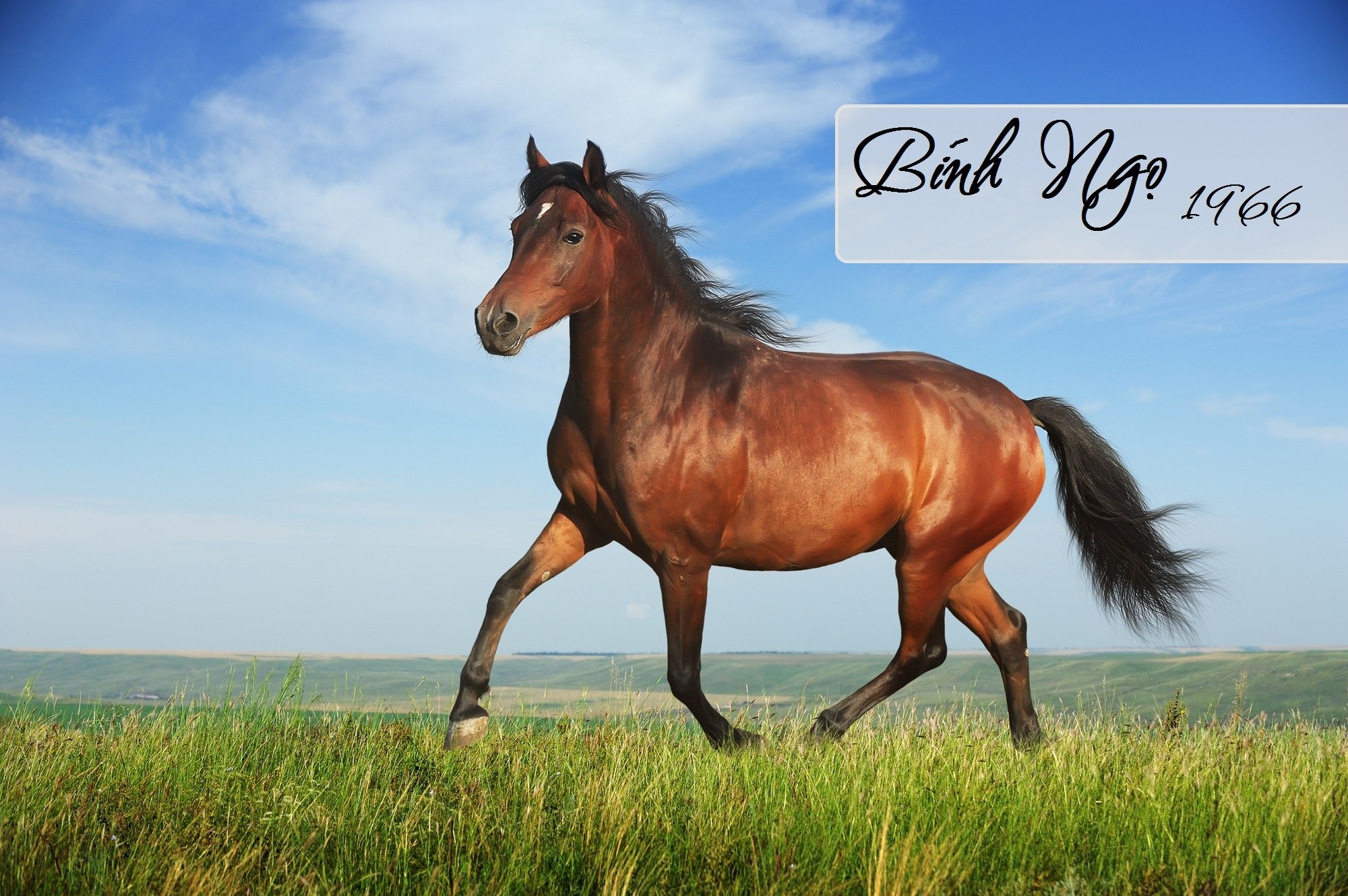 thong-tin-chu-nha-tuoi-binh-ngo-1966 Ngựa nâu chạy trên cánh đồng xanh dưới bầu trời xanh, chữ Bính Ngọ 1966 ở góc trên bên phải.