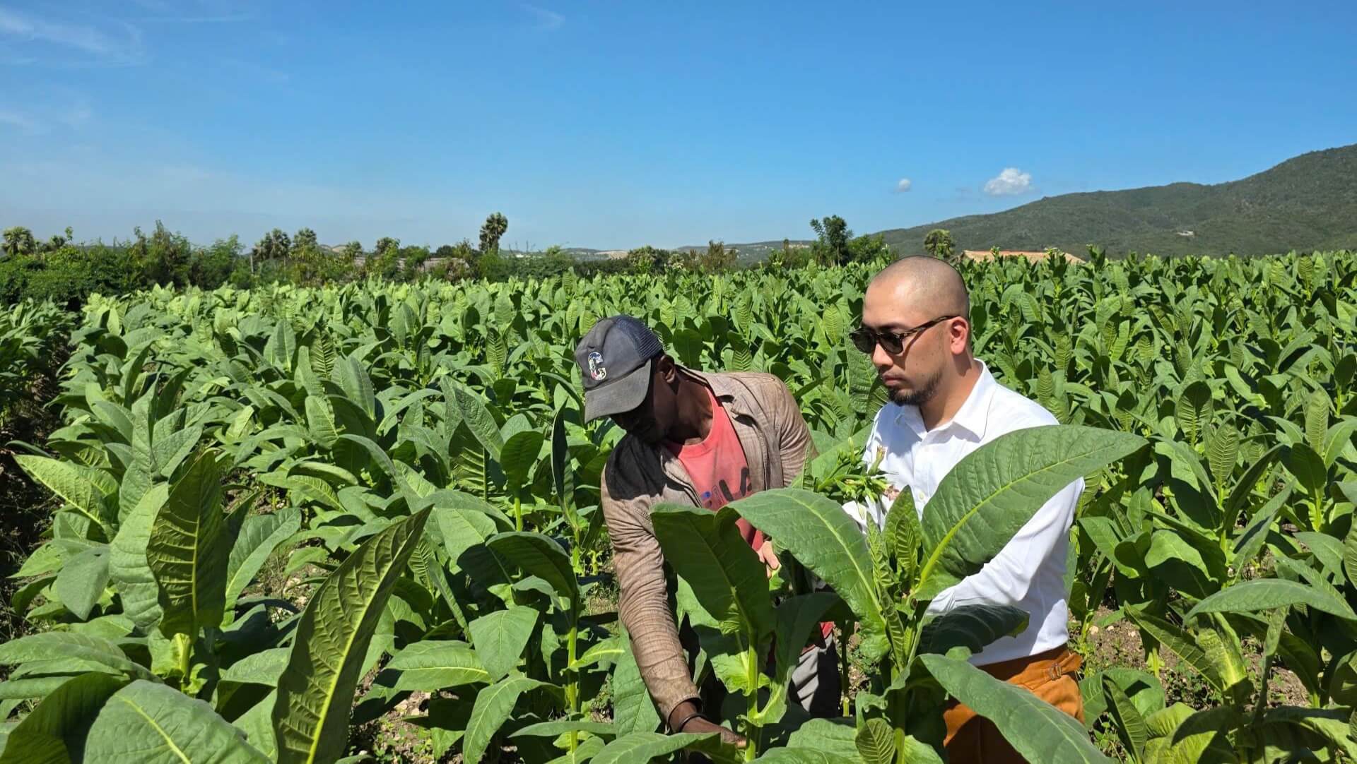 trang-trai-ngang-1 Hai người đàn ông kiểm tra cây trồng trên cánh đồng xanh, trời nắng và trong xanh.