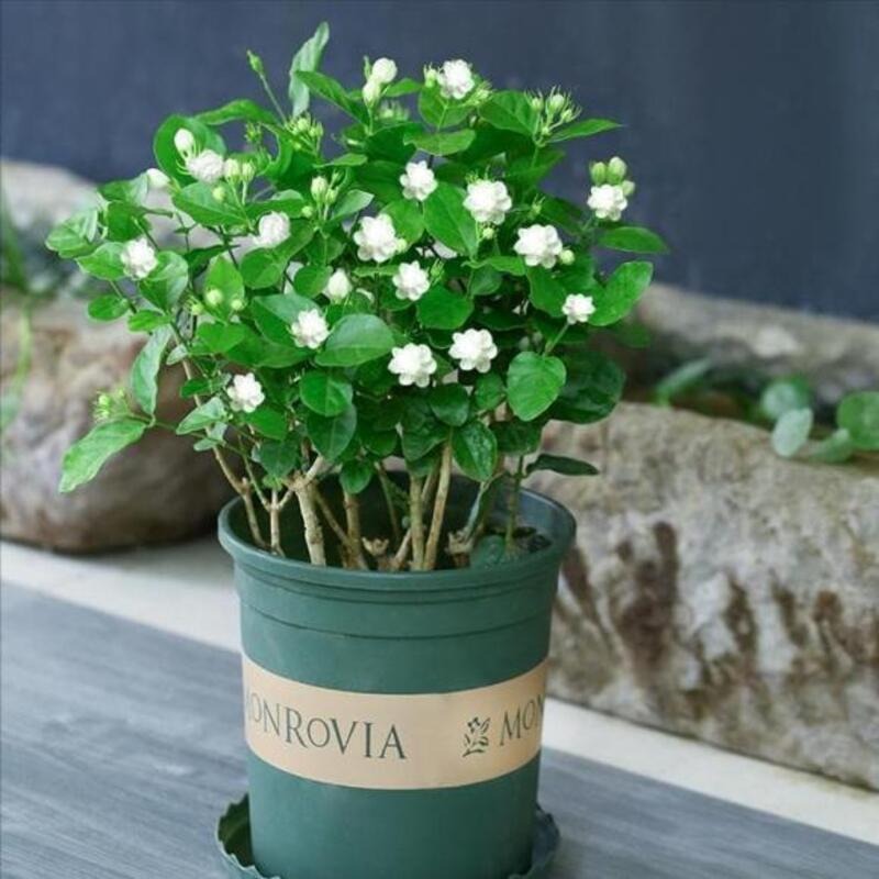 Chậu hoa nhài trắng tươi tốt trong chậu xanh, thương hiệu Monrovia, nền xung quanh là đá và cây cỏ.