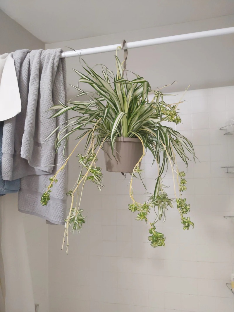 Cây nhện treo trong phòng tắm với khăn tắm xám và trắng trên thanh ngang.