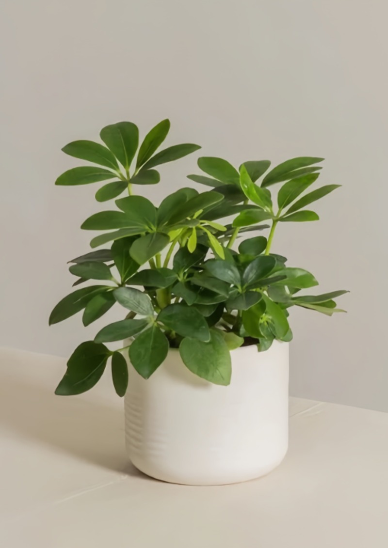 Cây cảnh trong chậu sứ trắng trên bàn, mang lại không gian xanh mát cho nội thất.