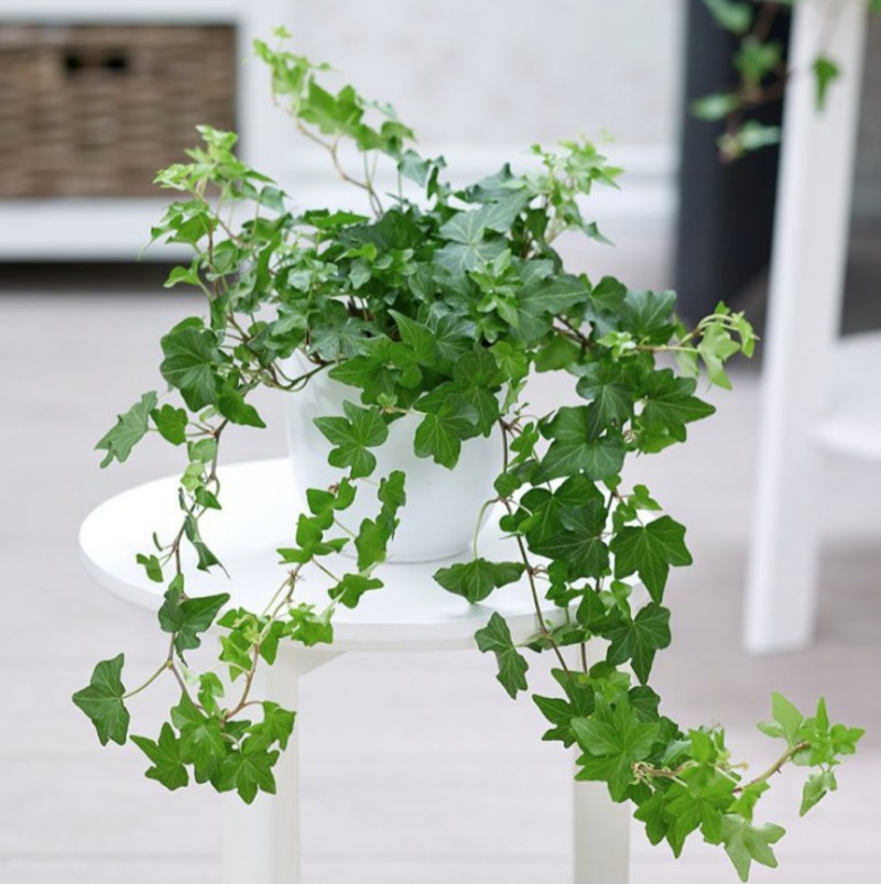 Chậu cây thường xuân xanh tươi đặt trên bàn trắng, mang lại không gian xanh và đẹp mắt cho nội thất.