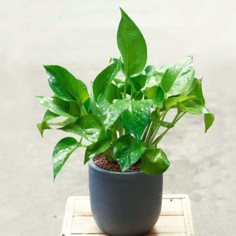 Cây trầu bà xanh tươi trong chậu xám trên bàn gỗ, trang trí nội thất và thanh lọc không khí hiệu quả.