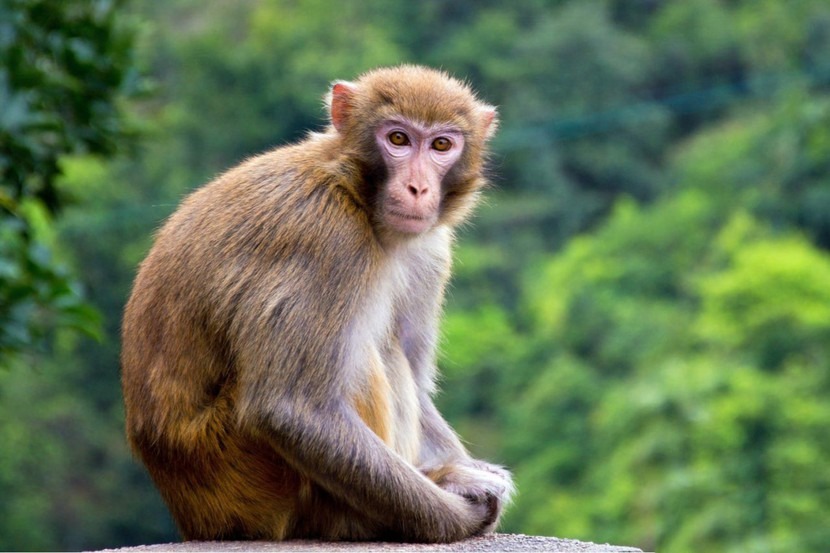 Khỉ ngồi trên tảng đá trong rừng xanh, nhìn về phía máy ảnh.