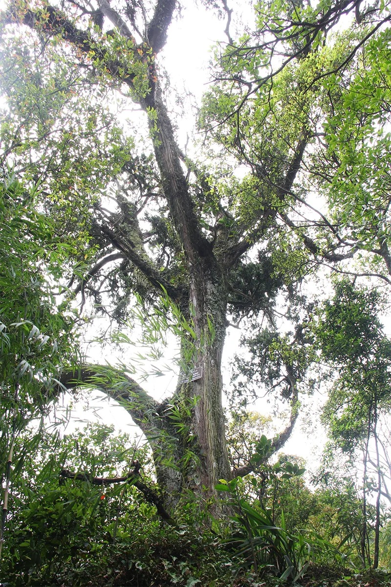 y-nghia-phong-thuy-cua-go-bach-xanh-moc-chau-2 Cây cổ thụ cao lớn tại rừng nhiệt đới với tán lá xanh tươi, nổi bật trong ánh sáng dịu dàng.