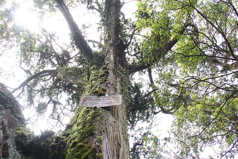 y-nghia-phong-thuy-cua-go-bach-xanh-moc-chau Cây cổ thụ xanh mát với biển tên, nhìn từ dưới lên, tạo cảnh đẹp thiên nhiên tươi tốt và thanh bình.