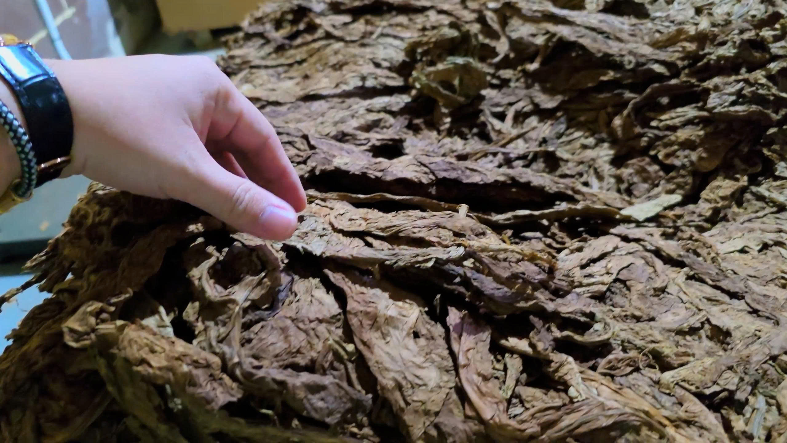 z6879708712941_071681eff9093503e25109fc0d3f453c Tay chạm vào lá thuốc lá khô, chuẩn bị cho quy trình sản xuất thuốc lá.