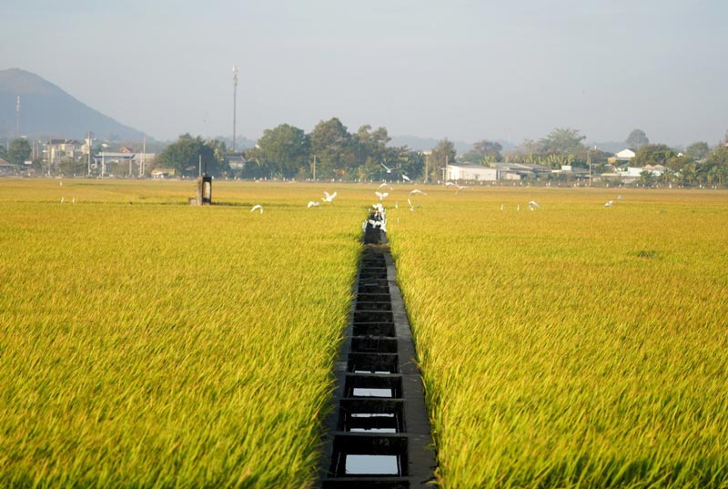 1-sao-bang-bao-nhieu-thuoc-3 1 sào bằng bao nhiêu thước? Hướng dẫn quy đổi diện tích chuẩn xác nhất