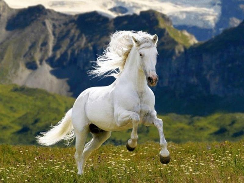 Đối tác hợp tuổi trong kinh doanh