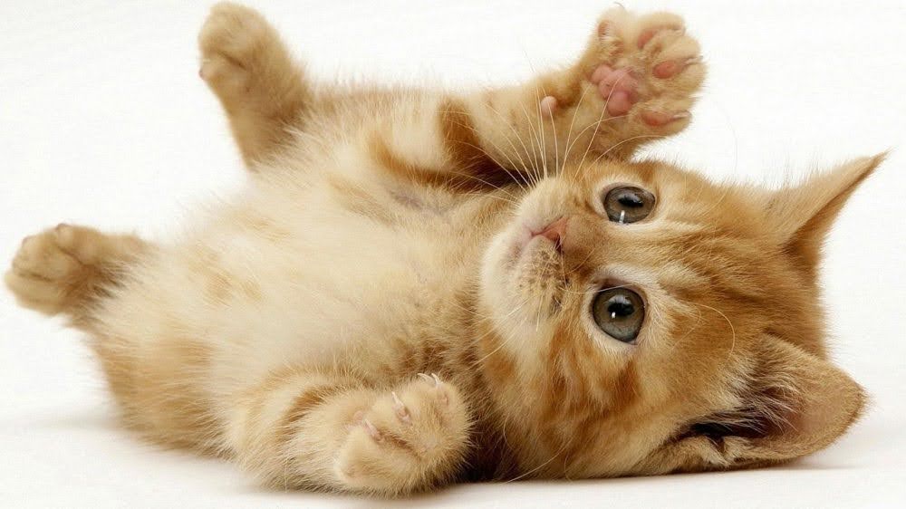 1745550276_unnamed20-202025-04-25t100414-572