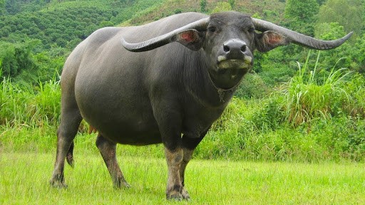 Tử vi 12 con giáp hôm nay 22/5/2025: Tuổi Tuất thu nhập dồi dào