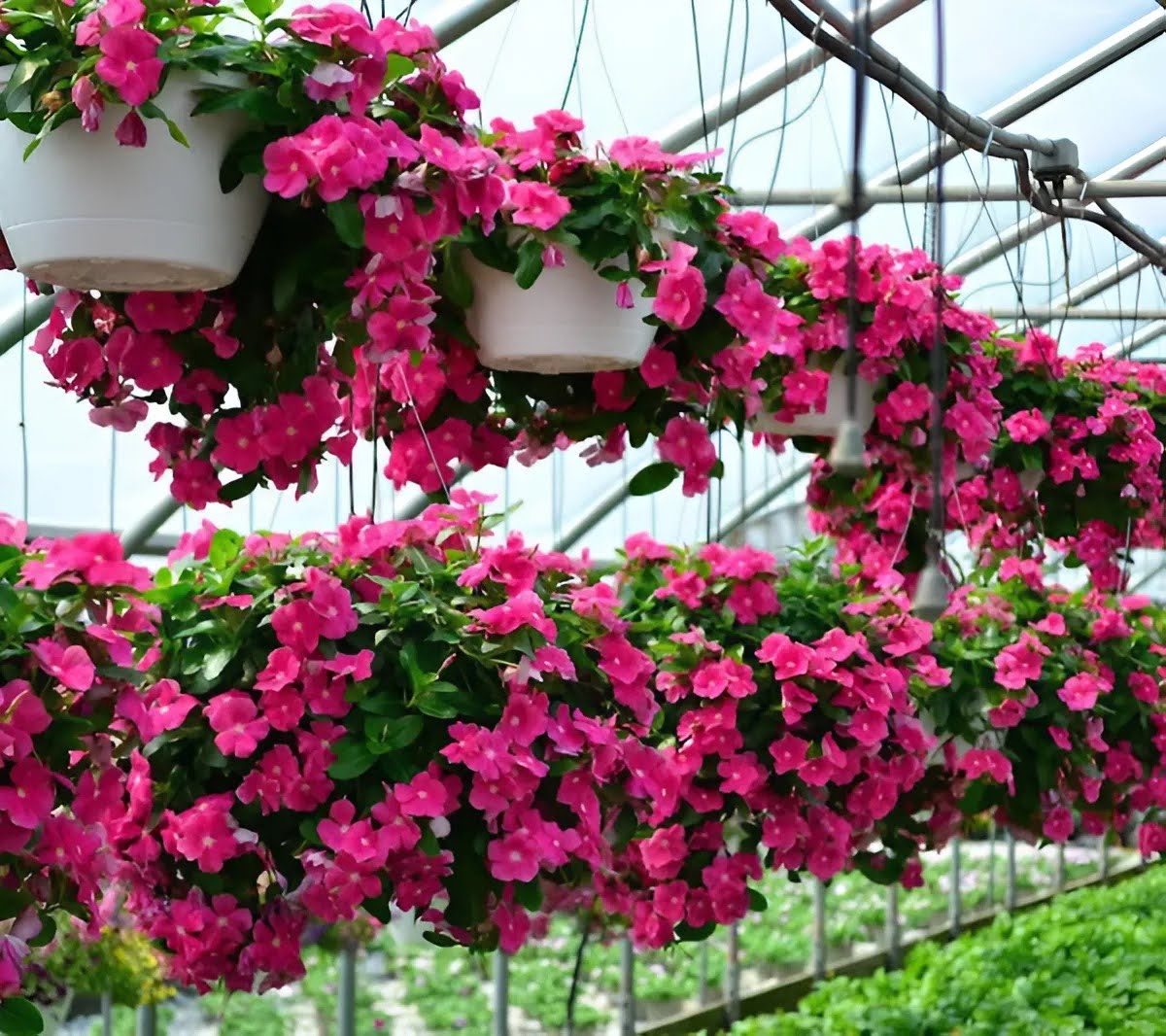 1747985701_unnamed20-202025-05-23t143431-770