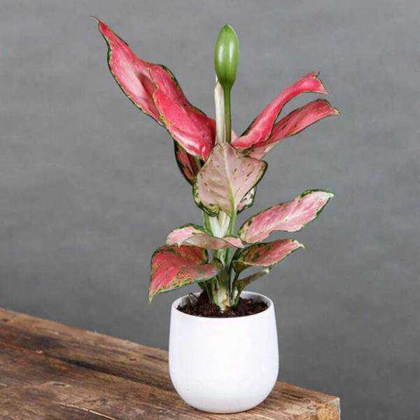 1748908890_picture12