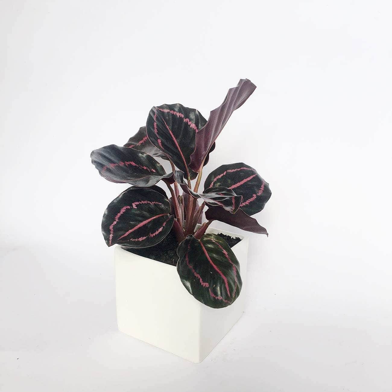 1748915623_unnamed20-202025-06-03t085311-647