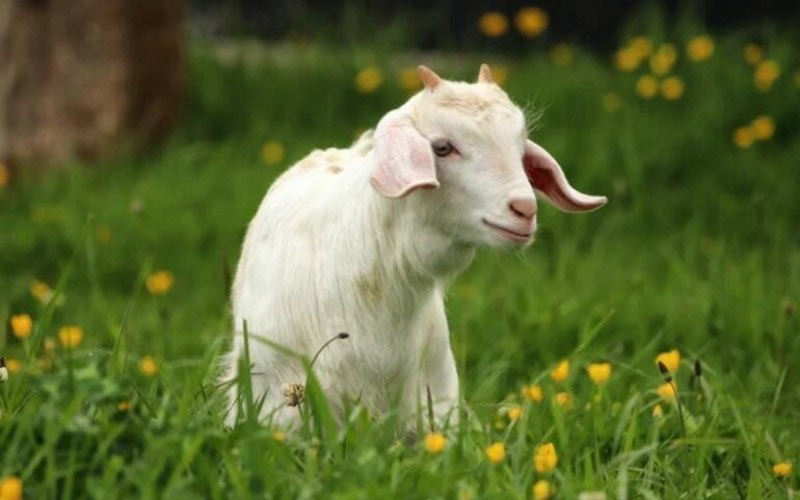 1967-hop-huong-nao-1 Tổng quan về tuổi Đinh Mùi 1967