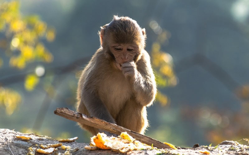 1968-hop-huong-nao-1 Tổng quan về tuổi Mậu Thân 1968