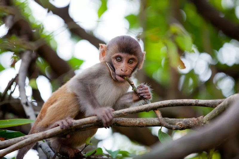 1968-hop-huong-nao-2 Tổng quan về tuổi Mậu Thân 1968
