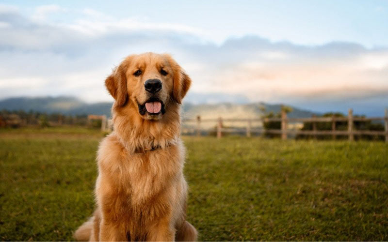 Tuổi Canh Tuất 1970 Tổng quan về tuổi Canh Tuất 1970