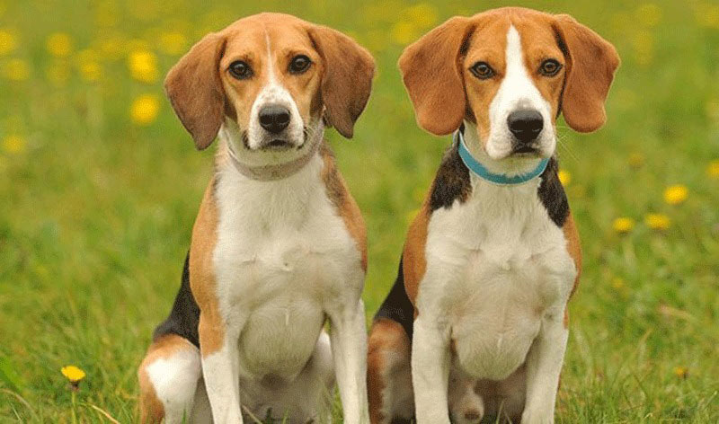 Phong thủy tuổi Canh Tuất Ảnh hưởng phong thủy đến tuổi Canh Tuất