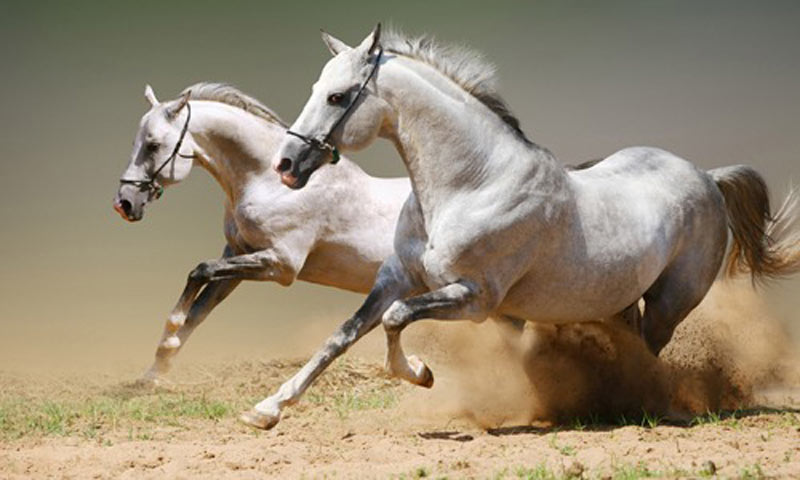 Giới thiệu về người tuổi Mậu Ngọ 1978