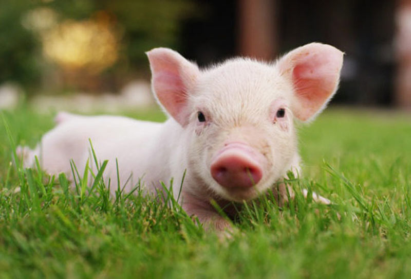 1995-hop-huong-nao-2 Giới thiệu về người sinh năm 1995 - tuổi Ất Hợi