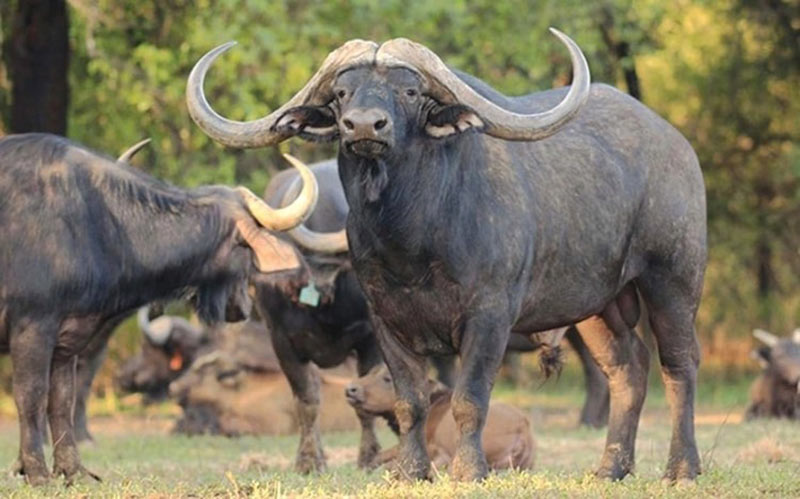 1997-menh-gi-1 Sinh năm 1997 tuổi con gì?