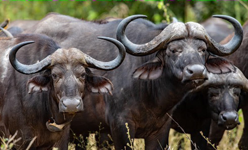 1997-menh-gi-4 Tuổi kỵ với Đinh Sửu 1997